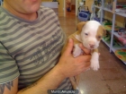AMERICAN STANFORD CACHORROS - mejor precio | unprecio.es