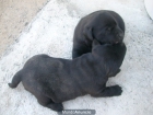 Cachorras de labrador - mejor precio | unprecio.es