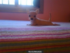 cachorrita de chihuahua de bolsillo - mejor precio | unprecio.es
