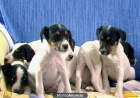 Cachorros Bodegueros X Fox Terrier - mejor precio | unprecio.es