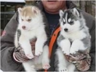 huskys siberianos- 250 euros-con pedigree - mejor precio | unprecio.es
