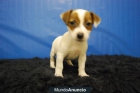 jack rusell terrier ejemplares disponibles con 2 meses - mejor precio | unprecio.es