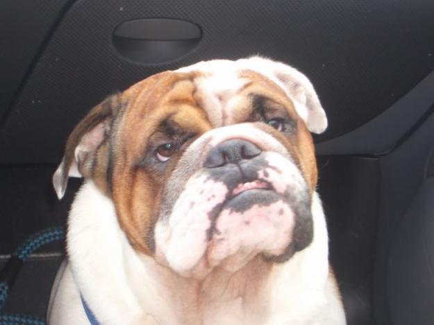 Magifico bulldog ingles para montas