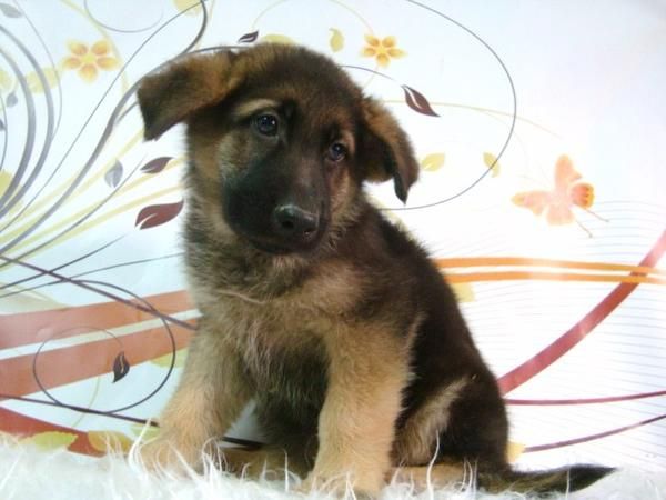PASTOR ALEMAN CAMADA CON PEDIGREE