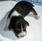 VENDO CACHORROS BEAGLE 150€ - mejor precio | unprecio.es