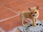 Vendo chihuahua - mejor precio | unprecio.es