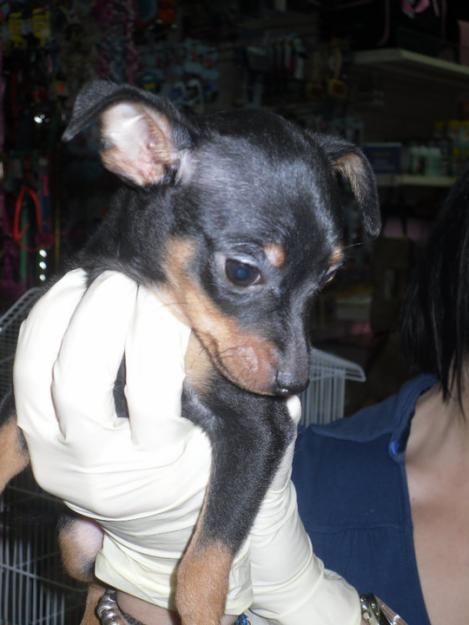 PINSCHER MINI NACIONALES. GARANTÍAS. CRIADERO PROPIO. PURA RAZA. LOE