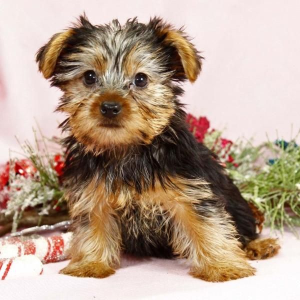 2 Yorkshire Terrier Mini 90