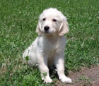 CACHORROS DE GOLDEN RETRIEVER - mejor precio | unprecio.es
