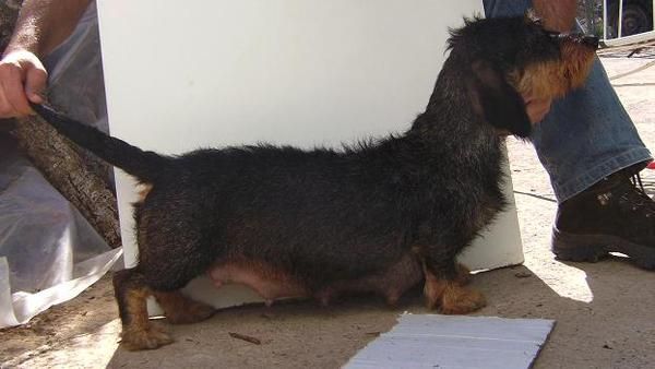 Cachorros Teckel Standar Pelo Duro Afijo 