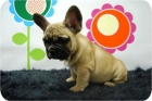 Camada de Bulldog Frances en blanco y negro, escelentes cachorritos. - mejor precio | unprecio.es