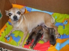 Camada de Chihuahuas - mejor precio | unprecio.es