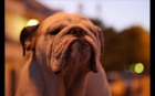 Excelente bulldog ingles de exposicion para montas - mejor precio | unprecio.es
