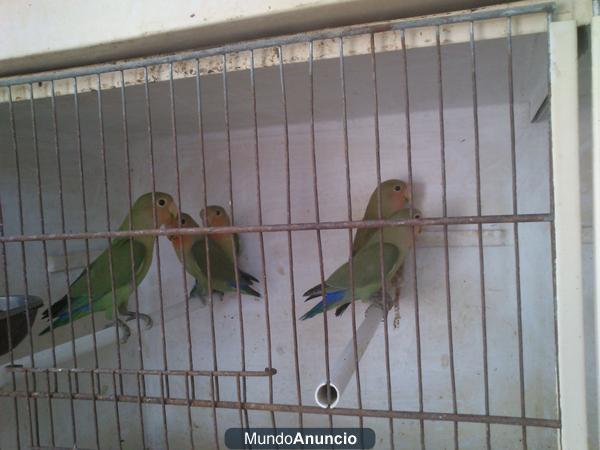 AGAPORNIS Pájaros en Santiponce (SEVILLA)