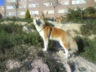 AKITA INU HEMBRA DE 2 AÑOS BUSCA NOVIO ALICANTE - mejor precio | unprecio.es