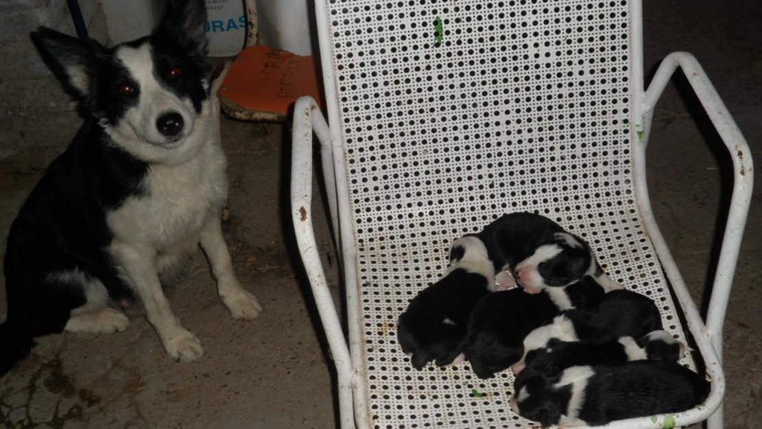 Border collie