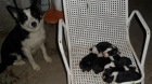 Border collie - mejor precio | unprecio.es