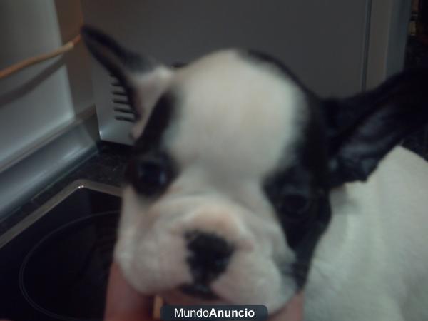 bulldog frances