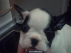 bulldog frances - mejor precio | unprecio.es