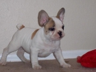 Bulldog frances preciosos 100 - mejor precio | unprecio.es