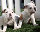 Bulldog ingles, los mejores cachorros - mejor precio | unprecio.es