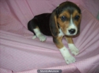 Cachorritos de BEAGLE TRICOLORES (450 ) - mejor precio | unprecio.es