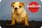 Cachorritos de Bulldog Ingles & Bulldog Frances de Altisima Calidad en Madrid. - mejor precio | unprecio.es