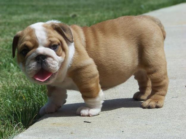 cachorro bulldog ingles en venta