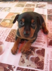 Cachorros de MINI PINSCHER con pedigree - mejor precio | unprecio.es