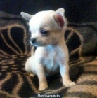 Chihuahuas super toy de bolsillo micro mini micachorrito.com - mejor precio | unprecio.es