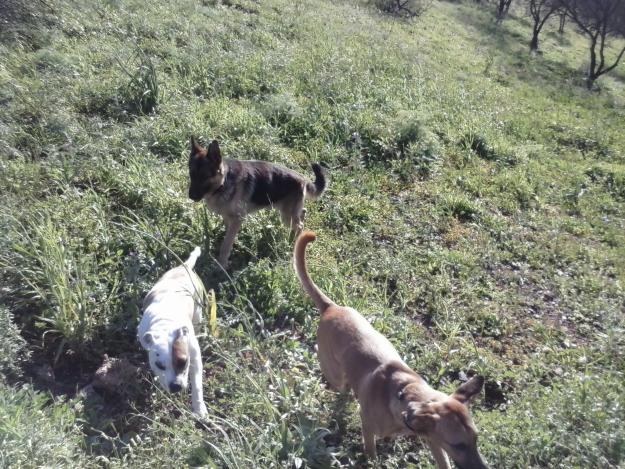 Fin de semana relax para tu mascota