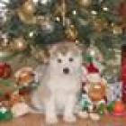 Los ojos grises Alaskan Malamute cachorros de la familia en la Navidad - mejor precio | unprecio.es