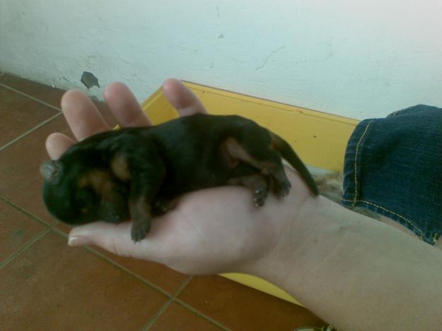 PRECIOSO CACHORRITO DE YORKSHIRE