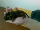 PRECIOSO CACHORRITO DE YORKSHIRE - mejor precio | unprecio.es