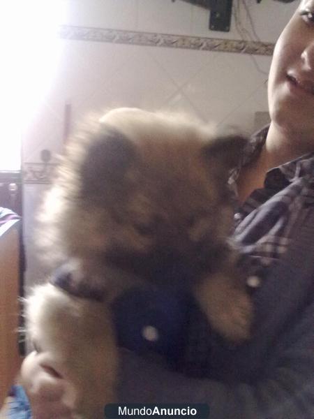 spitz aleman busca novia en alcala de guadaira