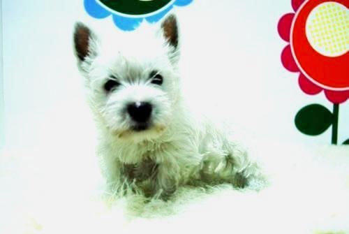 WWW.ANIMALFLOWER.COM _-_-_WESTY _-_-_DAMOS FACILIDADES PARA LA COMPRA DE LOS CACHORRITOS