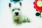 WWW.ANIMALFLOWER.COM _-_-_WESTY _-_-_DAMOS FACILIDADES PARA LA COMPRA DE LOS CACHORRITOS - mejor precio | unprecio.es