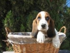 BASSET HOUND DE 2 MESES, 290 - mejor precio | unprecio.es