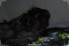 Cobaya macho en adpcion - mejor precio | unprecio.es
