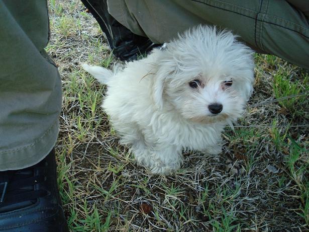 EXCELENTE CAMADA DE BICHON MALTESE