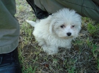 EXCELENTE CAMADA DE BICHON MALTESE - mejor precio | unprecio.es