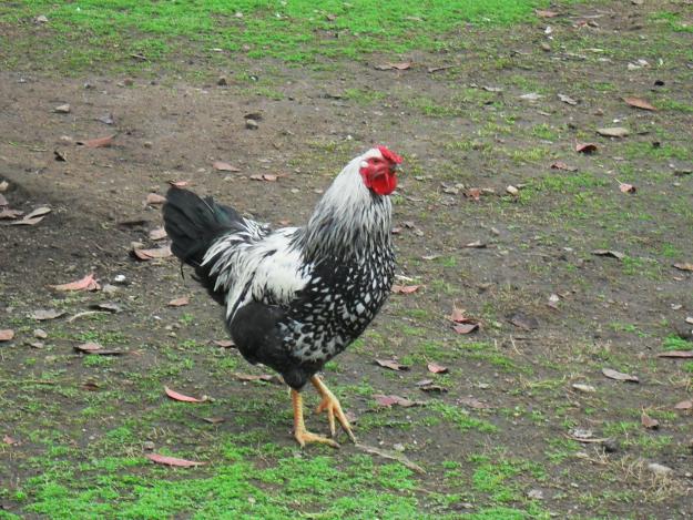 GALLINA WYANDOTTE PLATEADA