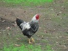 GALLINA WYANDOTTE PLATEADA - mejor precio | unprecio.es