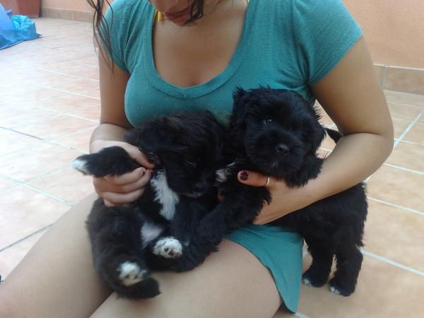regalo perritos