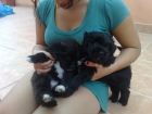 regalo perritos - mejor precio | unprecio.es