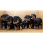 rottweiler 270€ - mejor precio | unprecio.es
