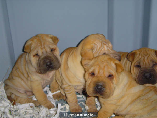 Shar-pei ¡Garantía Veterinaria de CINCO AÑOS!  Pamplona - Navarra