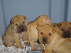 Shar-pei ¡Garantía Veterinaria de CINCO AÑOS!  Pamplona - Navarra - mejor precio | unprecio.es