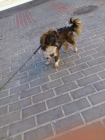 LUCAS PERRITO DE UN AÑO EN ADOPCION - mejor precio | unprecio.es