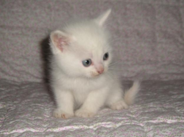 Vendo gatitos cruce exótico